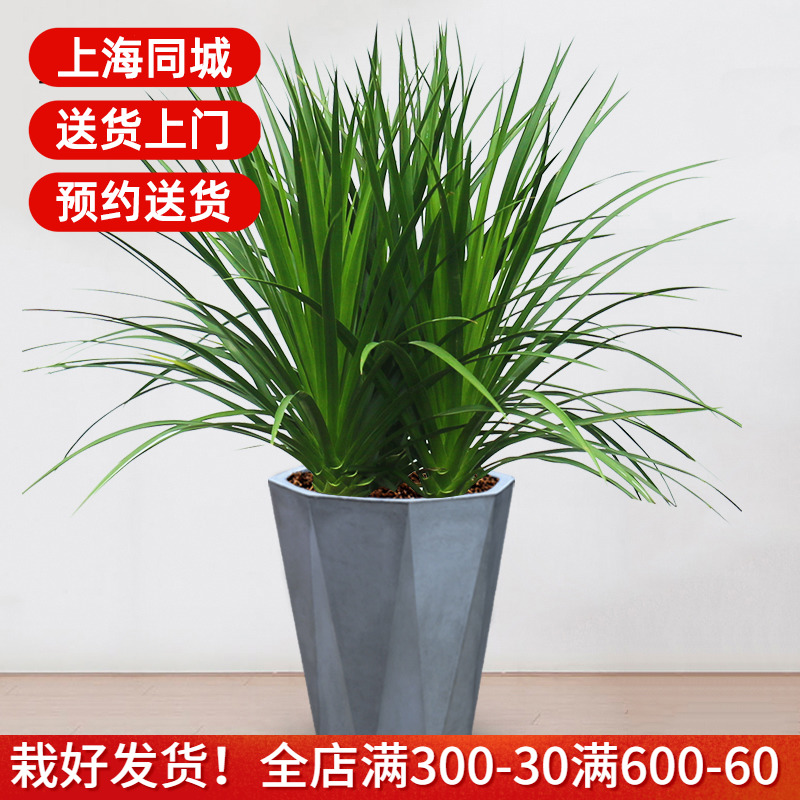 1米中型龙血树盆栽 客厅办公室绿化净化空气植物 上海送货上门