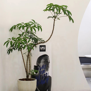 【可拍照选货】保罗老桩日本大叶伞盆栽造型观叶植物室内客厅绿植