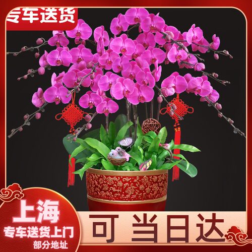 【上海送货上门】蝴蝶兰盆栽带花