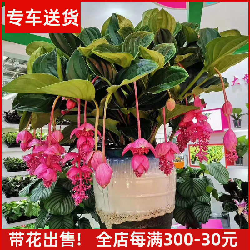 宝莲灯盆栽年宵花卉上海送货上门