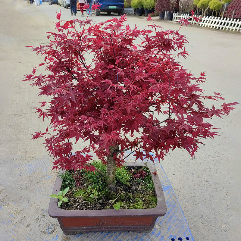 日本红枫盆景原生红舞姬盆栽老桩四季树苗红叶子室内阳台庭院植物