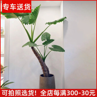 老桩大叶海芋室内绿植 滴水观音盆栽 阳台观叶植物 可拍照选货