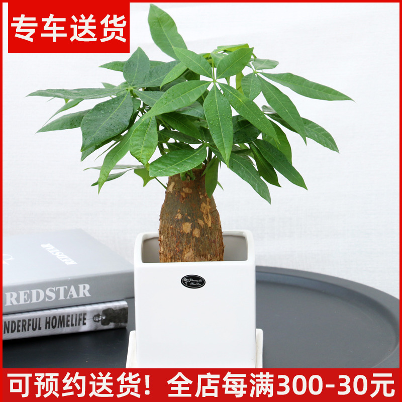 小型发财树盆栽办公室内花卉客厅室内四季绿化植物家庭绿植小盆景