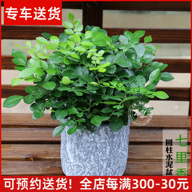 七里香盆栽 又名九里香 小型桌面室内四季常青植物 上海绿植花卉,鲜花速递/花卉仿真/绿植园艺,绿植,淘宝优惠券,粉丝福利购,淘宝优惠卷