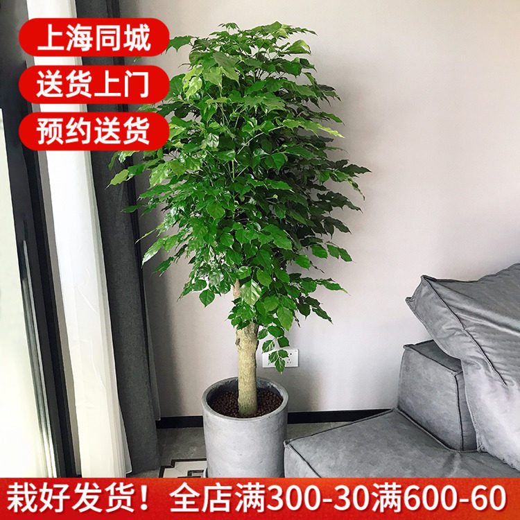 绿宝幸福树盆栽 大型绿植客厅花卉办公室内绿化植物 上海送货上门高性价比高么？