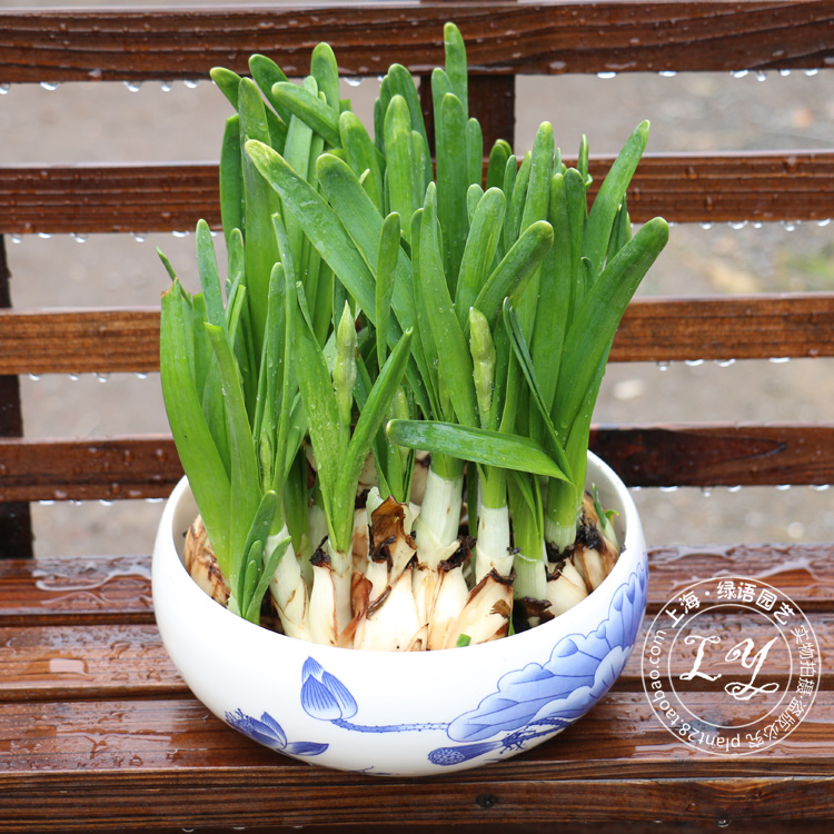 水仙花 冬季绿植盆栽办公室水培植物整套室内花卉小盆栽套装含