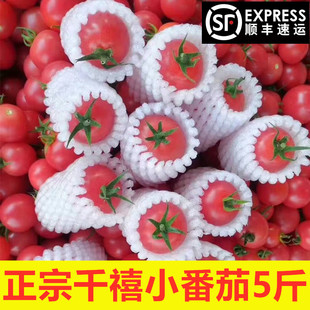 四川攀枝花现摘小番茄非千禧圣女果新鲜水果小西红柿生吃酸甜