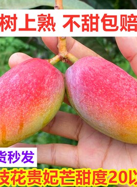 【树上熟】四川攀枝花小贵妃芒果新鲜整箱当季水果贵妃芒包邮贵妃