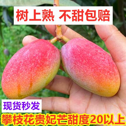 【树上熟】四川攀枝花小贵妃芒果新鲜整箱当季水果贵妃芒包邮贵妃