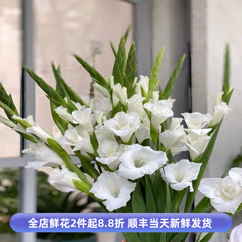 白色剑兰鲜切花节节高水养