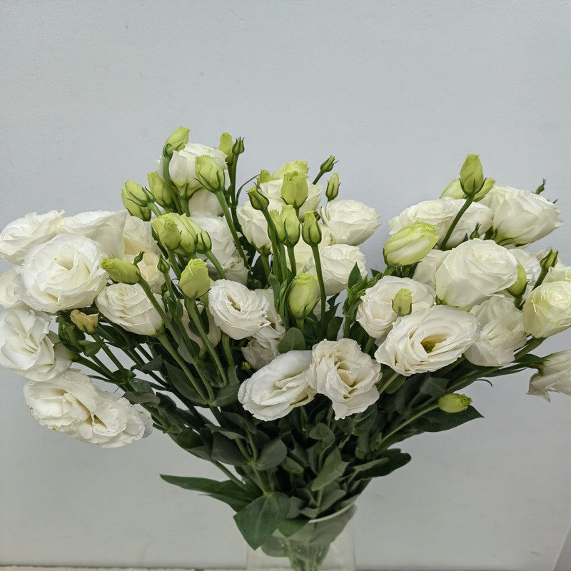 龙胆鲜切花洋桔梗鲜花速递室内水养花材办公室瓶插花同城包邮到家