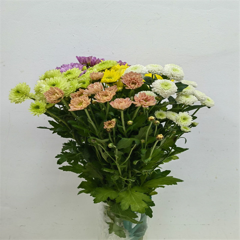 雏菊鲜花小菊混搭花束花期长水养花情人节礼物同城速递家用鲜切花