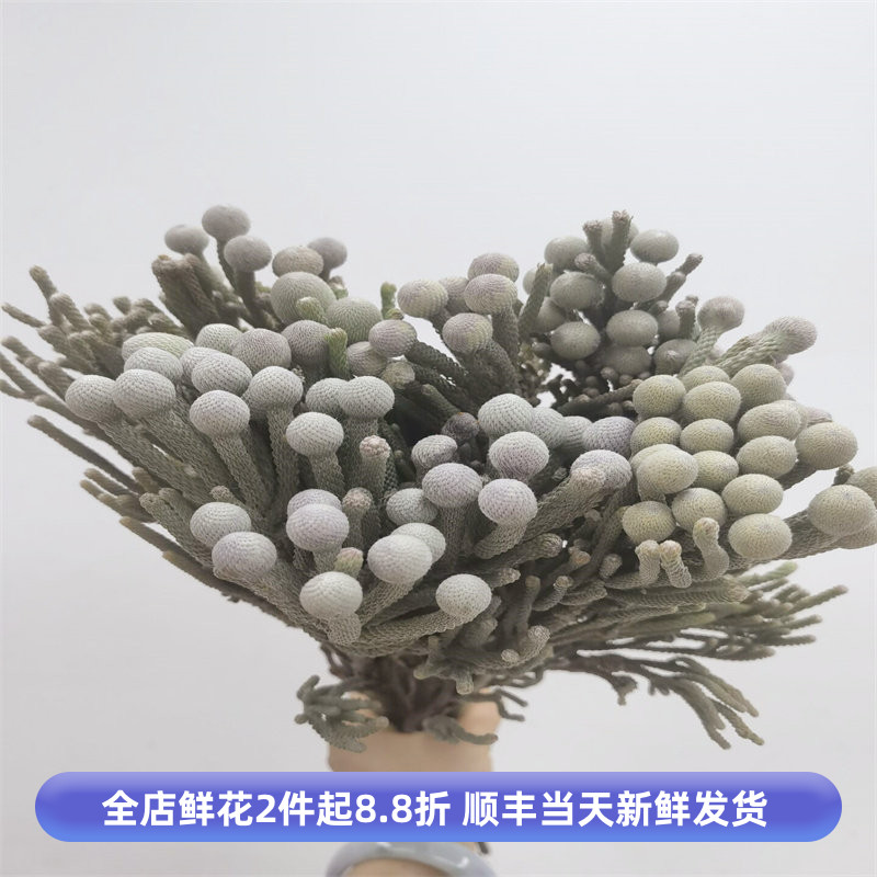南非进口珊瑚果稀有冷灰银鲜花