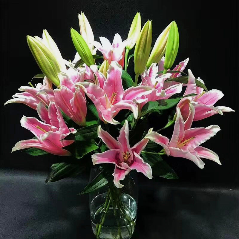 粉百合大头多头香水百合花新鲜家用水养花同城插花花束切花礼佛花