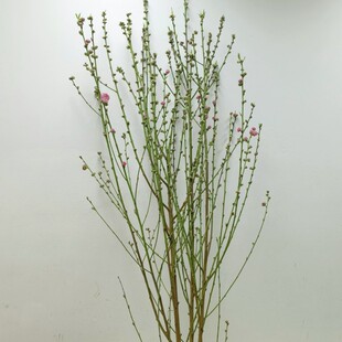 桃花鲜切枝好运桃花瓶插花家居办公室水培木本鲜花卉有氧植物同城