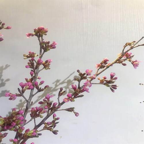 樱花鲜切水培木本植物花期长插花