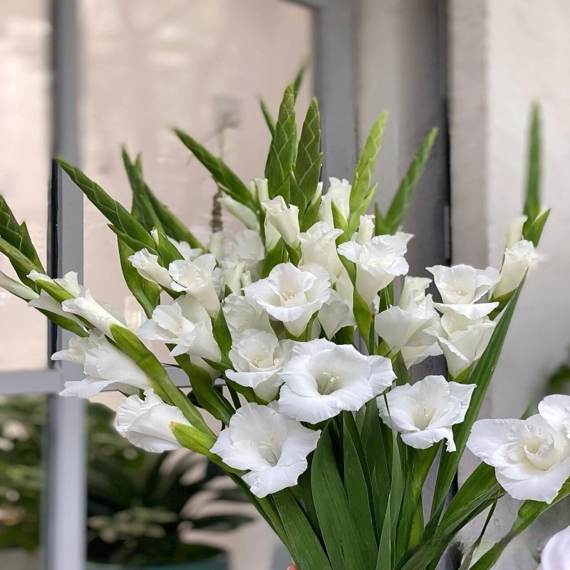 白色剑兰鲜切花节节高水养家庭前台桌面插花生日鲜花昆明基地直发