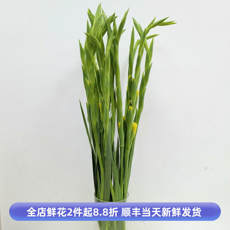 黄剑兰鲜切花节节高水养瓶插花
