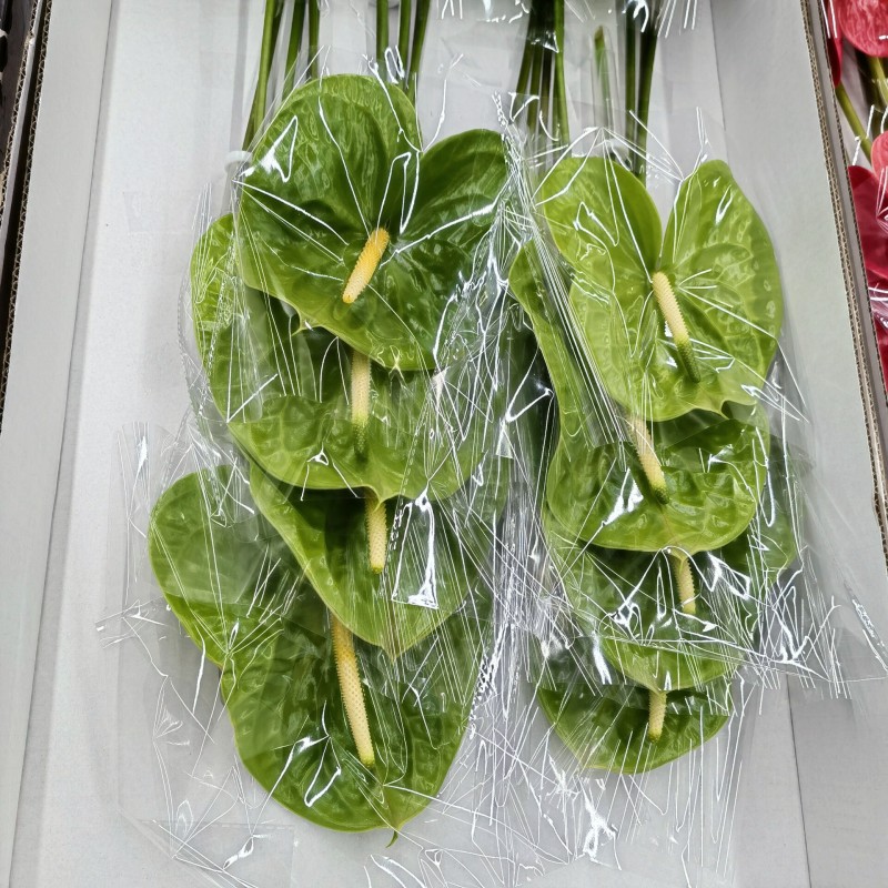 红掌绿掌花边掌紫掌白掌鲜切花水养花期长艺术插花家庭办公室鲜花