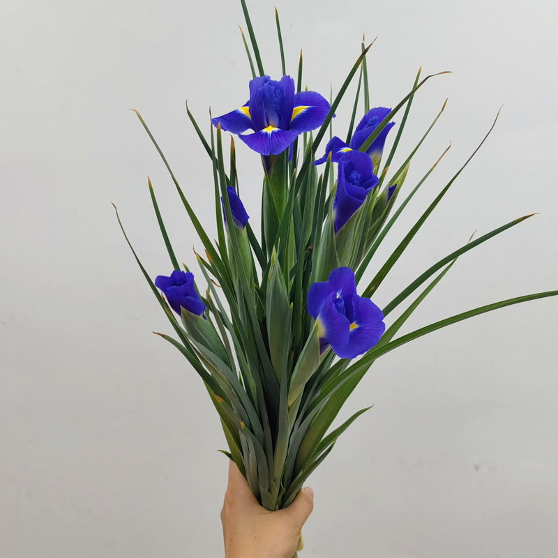 鸢尾花水养鲜花爱丽丝家庭