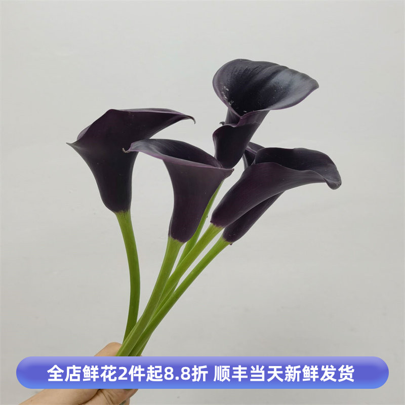 黑色海芋马蹄莲新娘手捧花