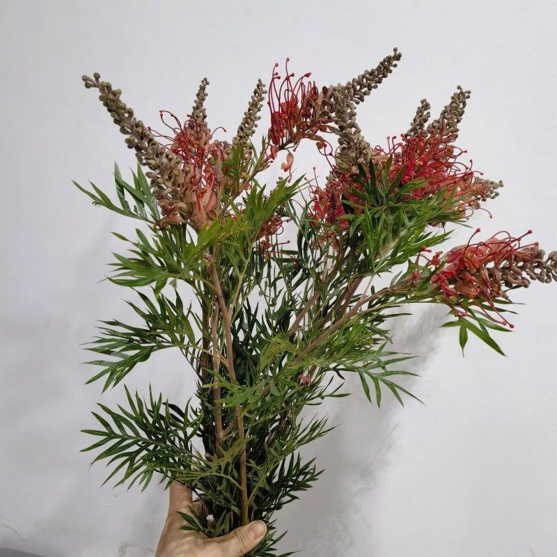 宝塔银桦鲜切花水养高级瓶插花卉轻奢家庭办公室摆花全国发货顺丰