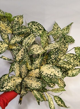 星点木鲜切枝小众百搭配叶水养花卉艺术婚礼插花叶材昆明鲜花直发