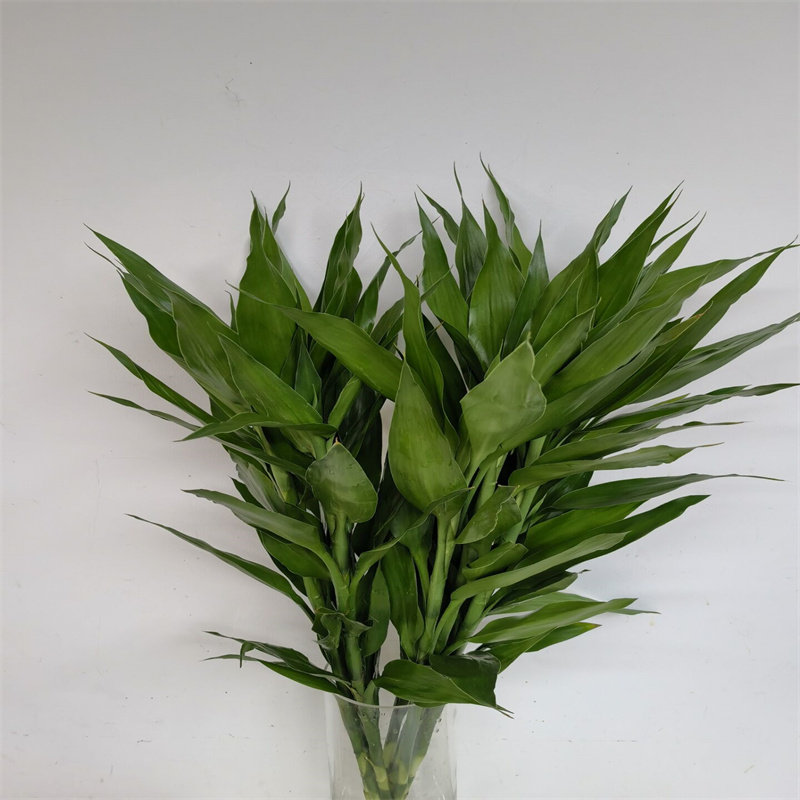 富贵竹水培植物室内客厅绿植水养花大叶竹子花卉植物同城鲜花速递