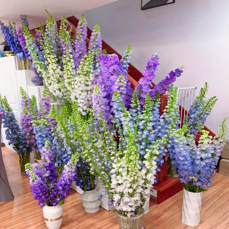 进口大飞燕草鲜切花水养家庭办公室插花婚礼花艺北京同城鲜花速递