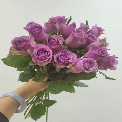 冷美人紫玫瑰花大头鲜切月季花