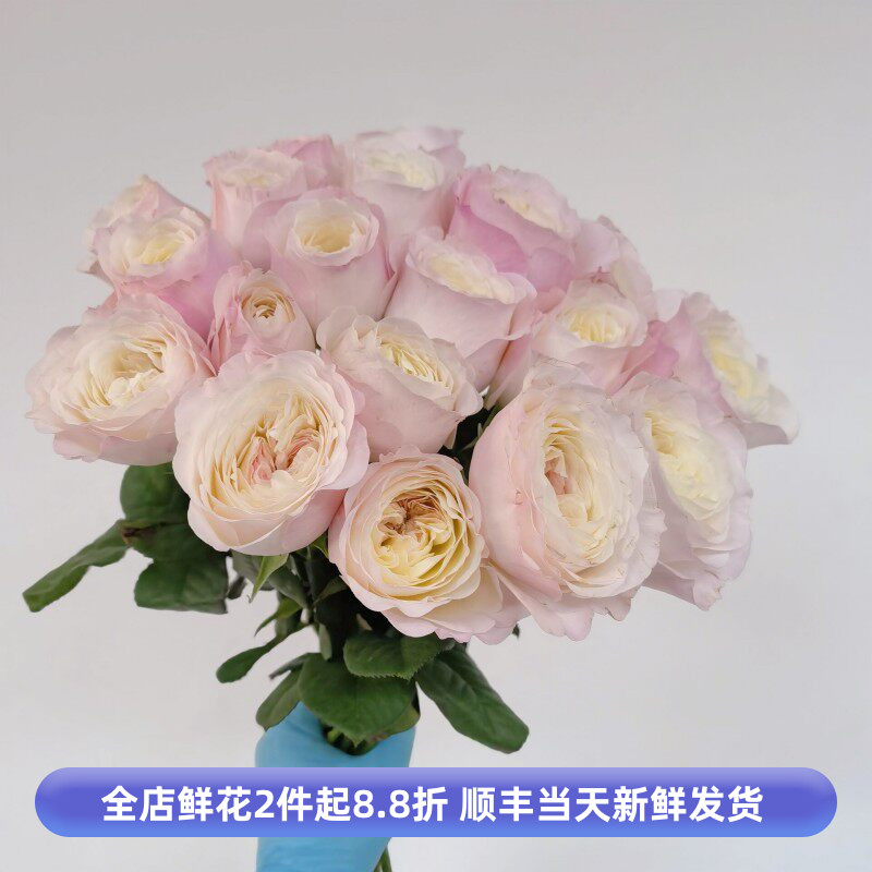 澳斯汀玫瑰凯拉浅粉色水养鲜花