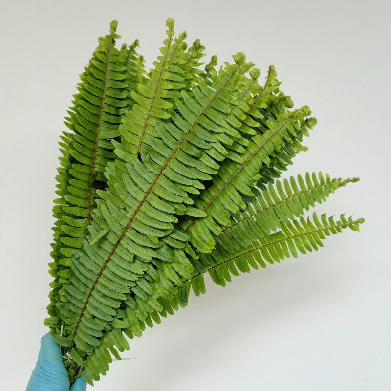 排草鲜花波斯顿蕨波斯草排骨草肾蕨花鲜切配叶水培艺术造型瓶插花