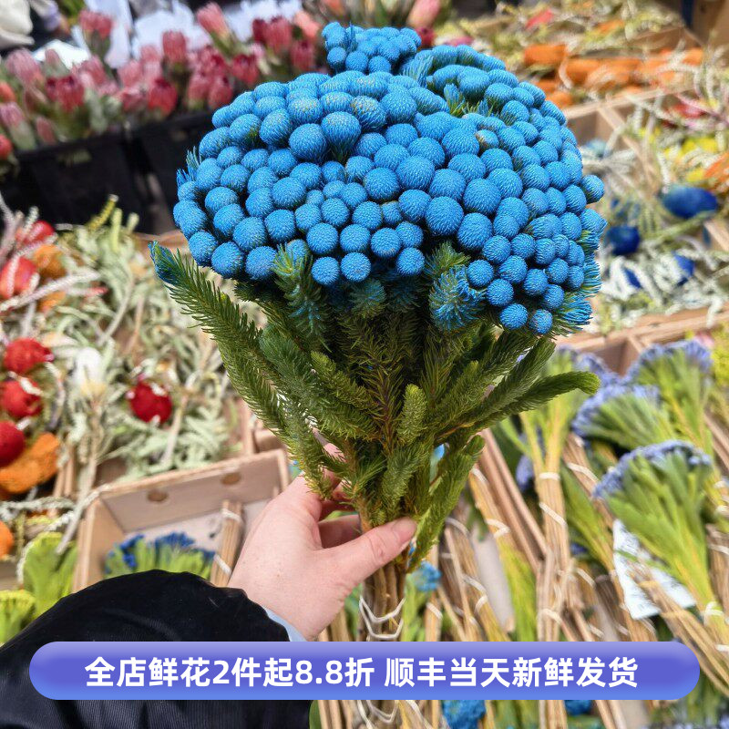 南非进口珊瑚果染色鲜切花期长