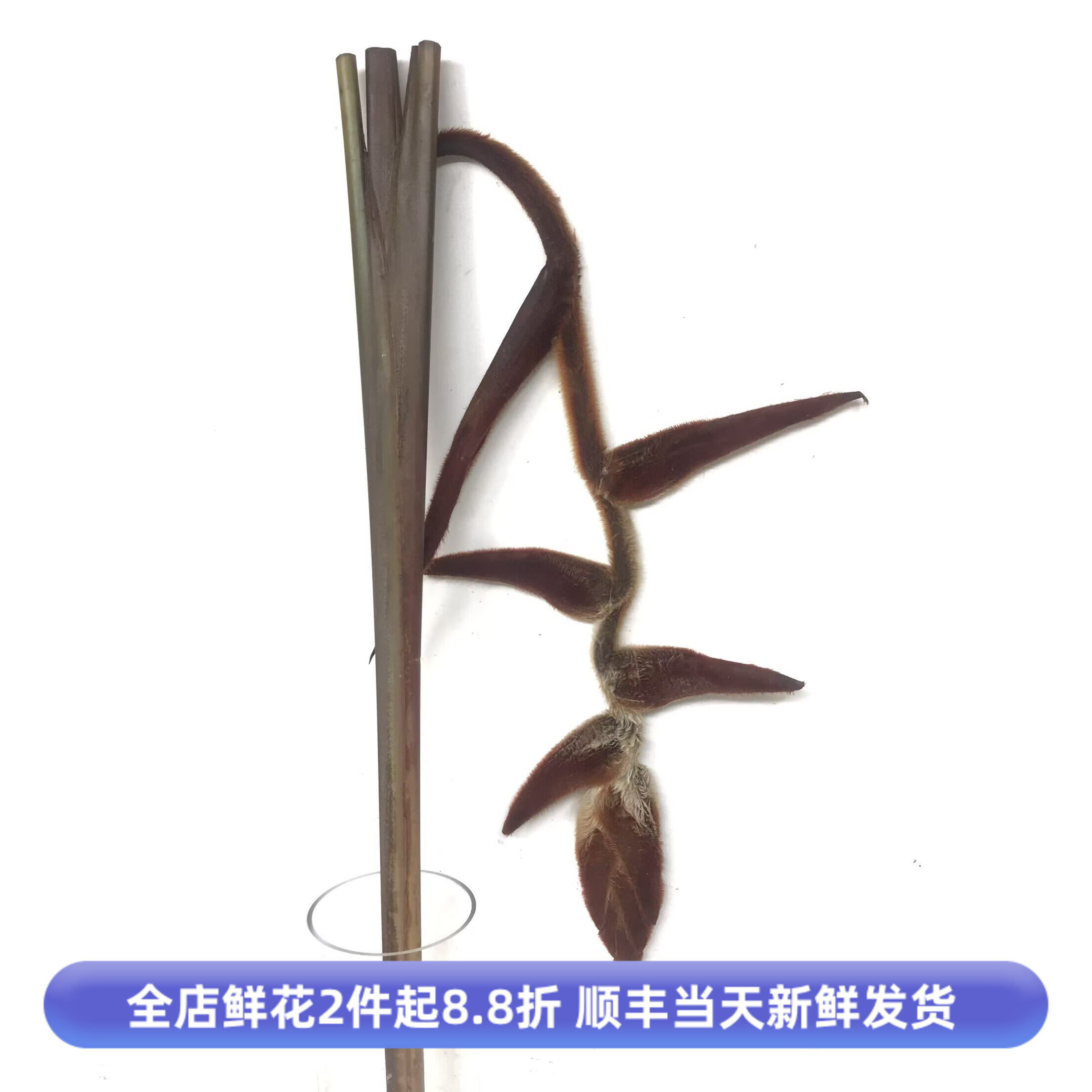 进口丝绒吊鸟鲜切花水培长花期
