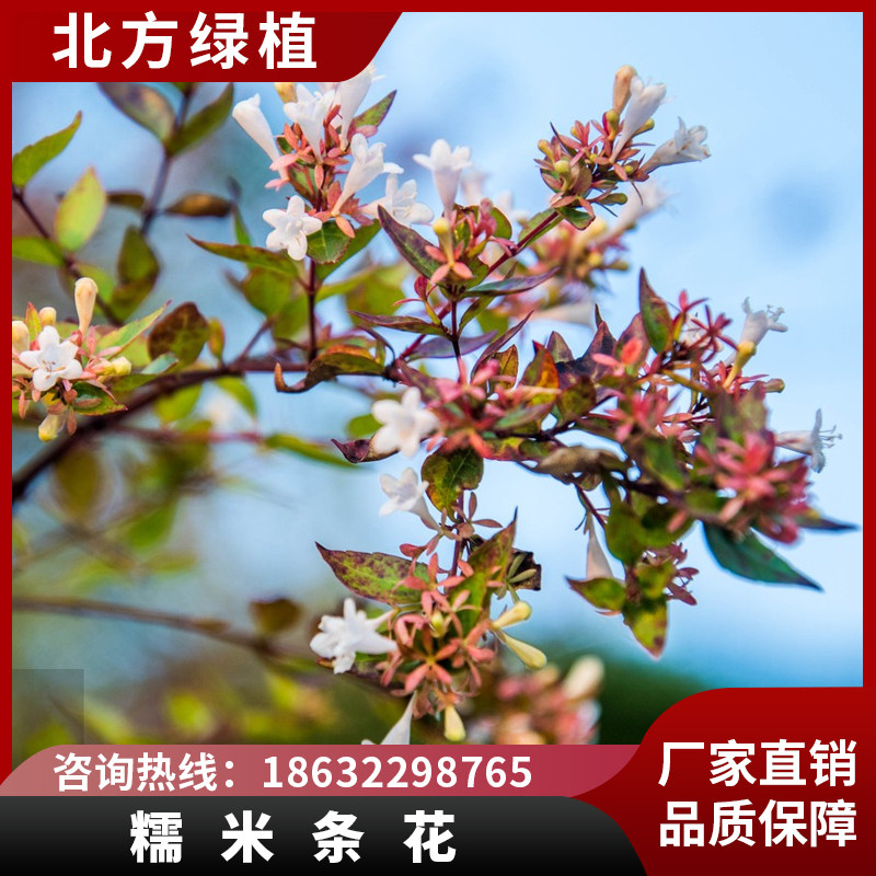 北方绿植糯米条花北方户外庭院观花灌木耐寒耐荫秋季开花露地过冬