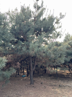 油松大油松树苗