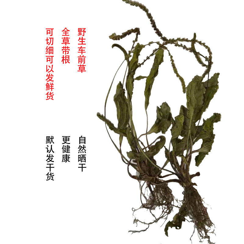 特级平车前子草茶叶新鲜干货蛤蟆叶车轮菜500g包邮天然中药材