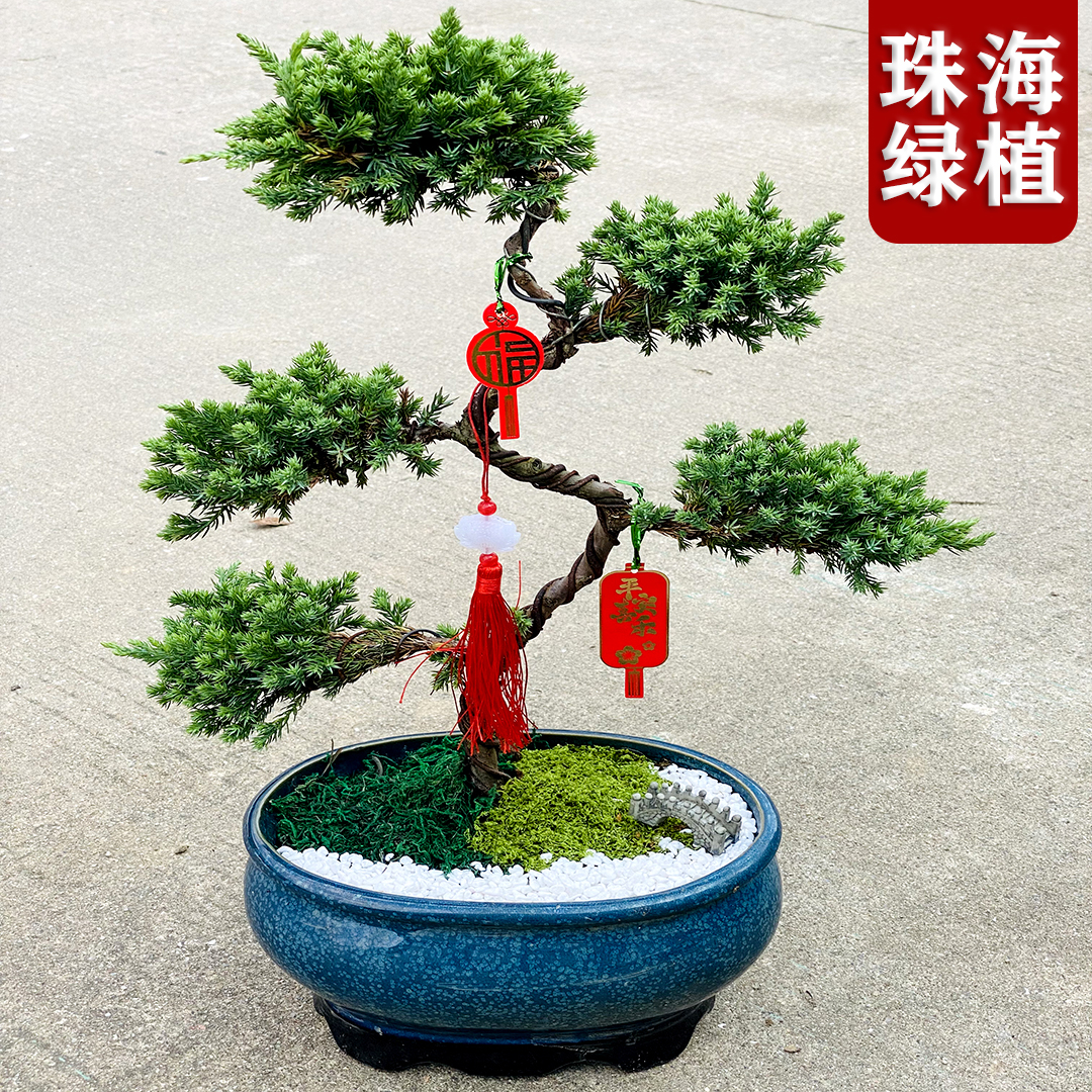 好寓意植物【松鹤延年青云直上】