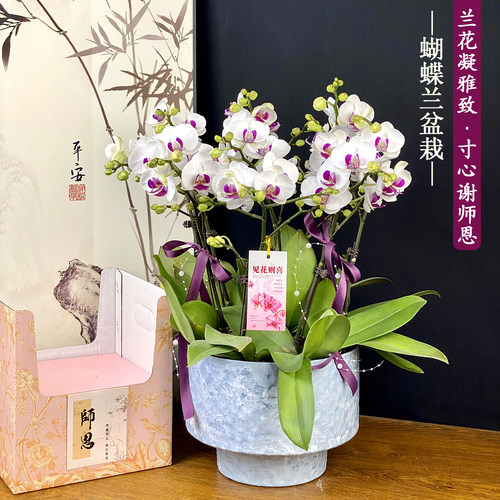 精品蝴蝶兰.送礼好物绿植礼品