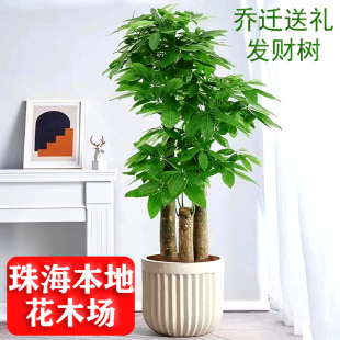 珠海绿植发财树客厅大盆栽开业乔迁送礼物办公室内植物盆景招财树