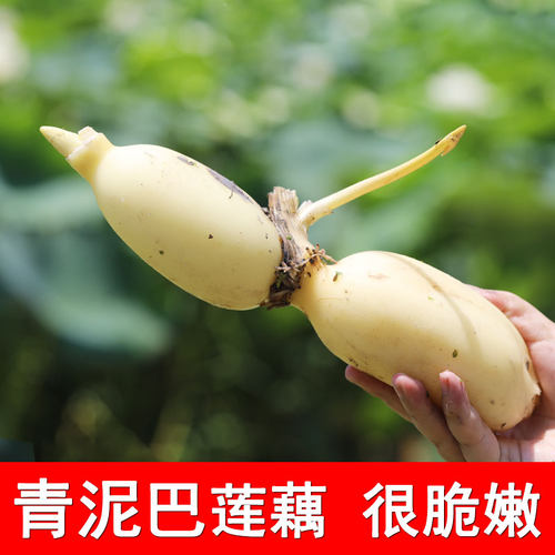 洪湖青泥巴莲藕鲜嫩清脆可口