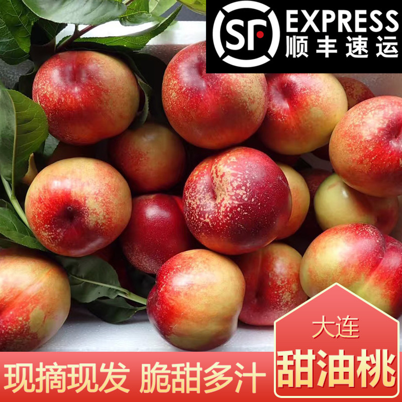 大连新鲜现摘辽宁油桃5斤包邮