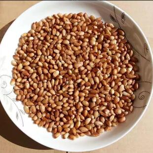 云南野生红衣松仁无量山烘焙用松仁休闲零食即剥即卖生鲜红衣松仁