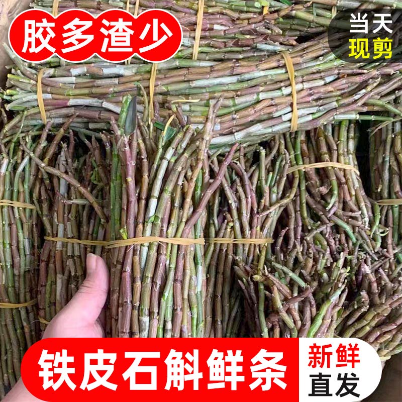 铁皮石斛鲜条500g广西产地新鲜直发非干榨汁煲汤包邮