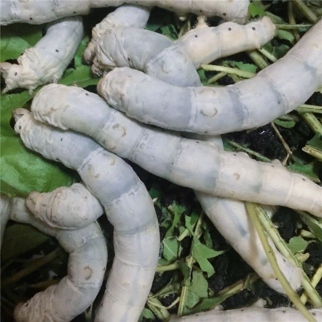 学校采购蚕宝宝学生养蚕套装饲养工具金丝蚕卵爬宠幼虫桑叶