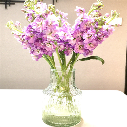 紫罗兰の花云南昆明の鲜やかな切り花の家庭の室内のリビングの生け花の友达の女の人の日の赠り物