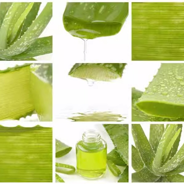 紫婷芦荟胶胶紫婷芦荟凝胶40g原升力元昇力元芦荟胶紫婷芦荟胶,水产肉类/新鲜蔬果/熟食,甜菜头,淘宝优惠券,粉丝福利购,淘宝优惠卷