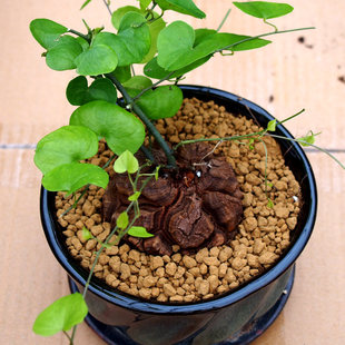 龟甲龙一物一拍稀有多肉植物块根白皮南非龟甲龙办公室爬藤植物