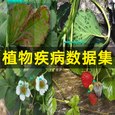 植物疾病检测YOLO数据集AI深度识别训练图片标注农业植物数据集合
