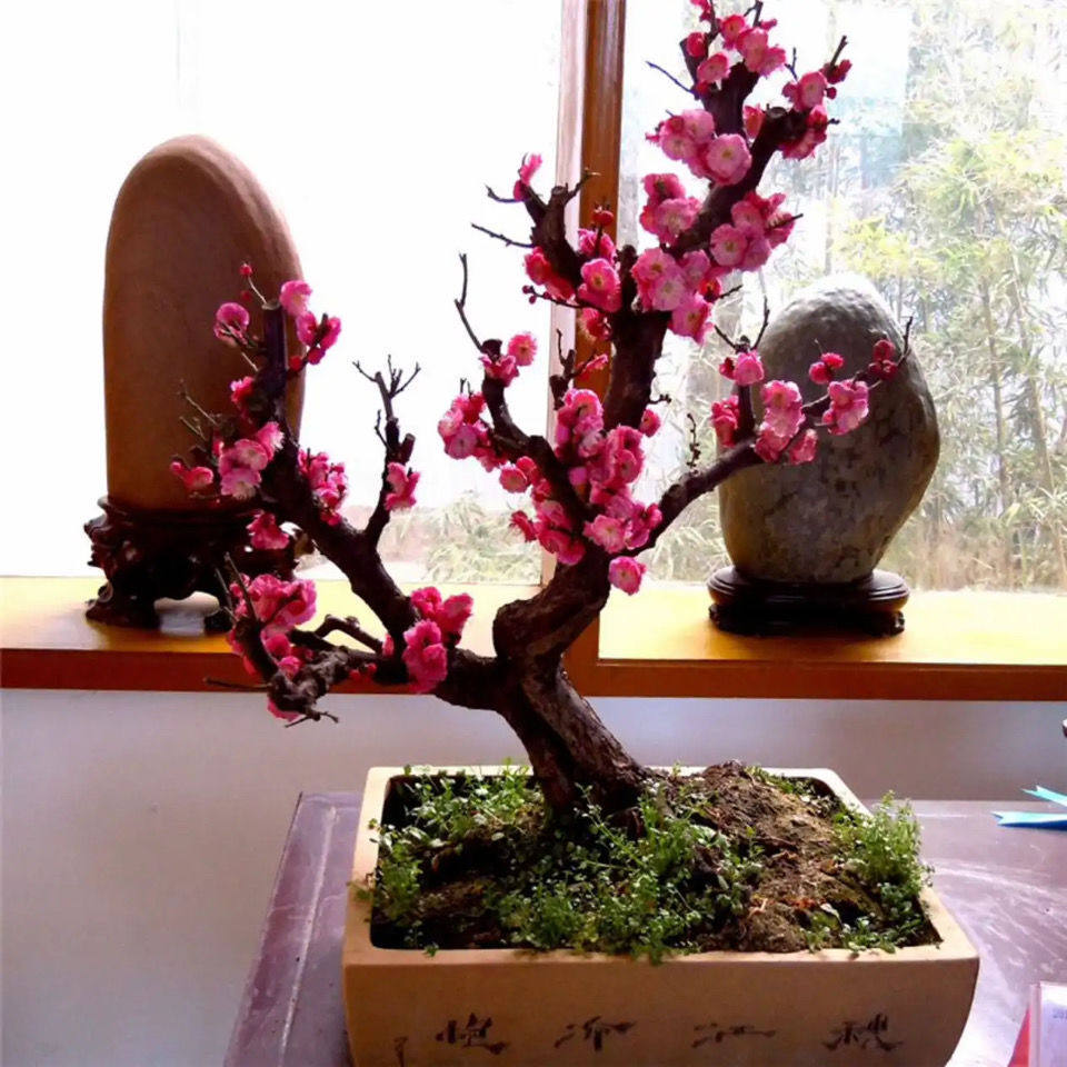 红梅盆景盆栽梅花老桩耐寒宫粉梅绿梅玉蝶梅花直播选桩